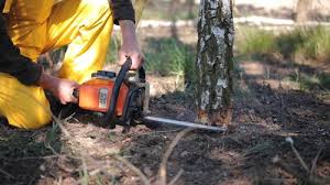 Best Tree Mulching  in Homeland, GA